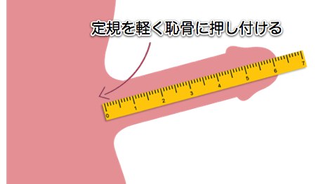 チン長の測り方